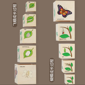 Bloques de Madera Apilables – Ciclo de Vida de los Animales