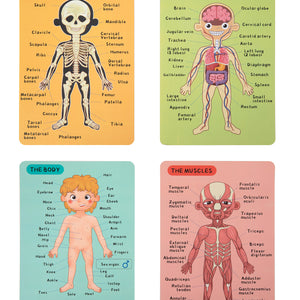 Magnetic Body Chart – Aprende el cuerpo humano jugando