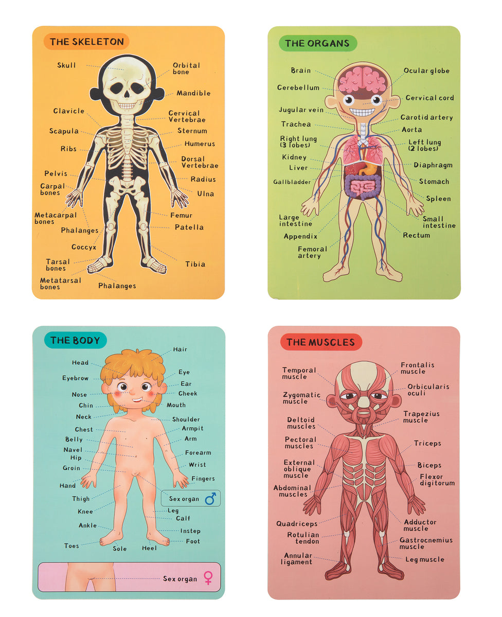Magnetic Body Chart – Aprende el cuerpo humano jugando
