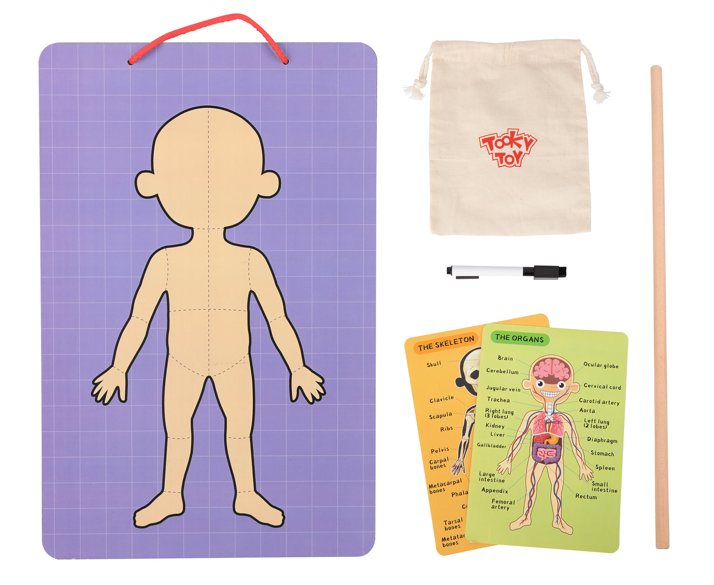 Magnetic Body Chart – Aprende el cuerpo humano jugando