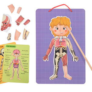Magnetic Body Chart – Aprende el cuerpo humano jugando
